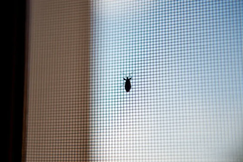 Dveřní síť proti hmyzu Rolo magnet